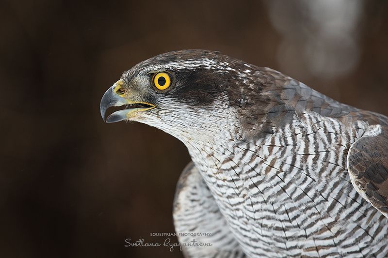 hawk, bird ***photo preview