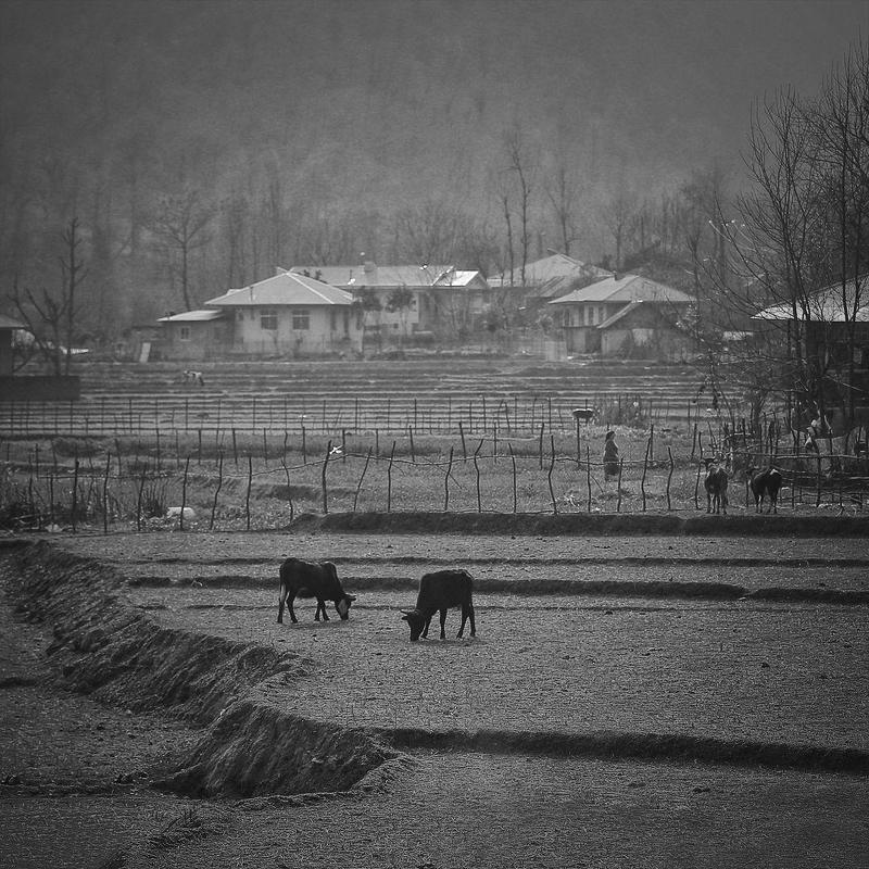 #hosseinmehrzad #myfeatureshoot #friendsinperson #حسین_مهرزاد #theweekoninstagram #everybodystreet #everydayeverywhere #persianlikes #hartcollective #reportagespotlight #uspiran #lensculturetalent #heatercentral #phroommagazine #friendsinperson #streetpho Domestic animalsphoto preview