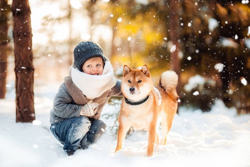 #boy #winter #snow #forest #dog #мальчик #шиба #зима #детскаяфотография Лучший другphoto preview