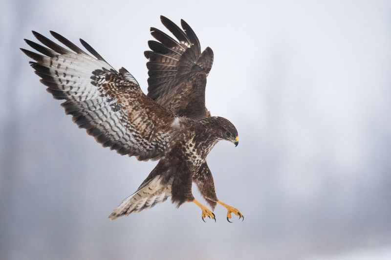 Attack !photo preview