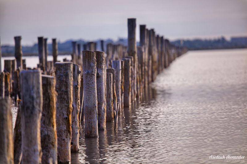 крым, евпатория, лето, озеро, соль, цвет, утро, рассвет Соль и дерево Сакского озераphoto preview