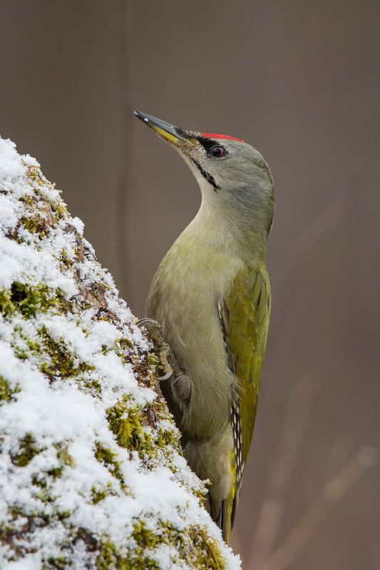 Zielonosiwy.photo preview