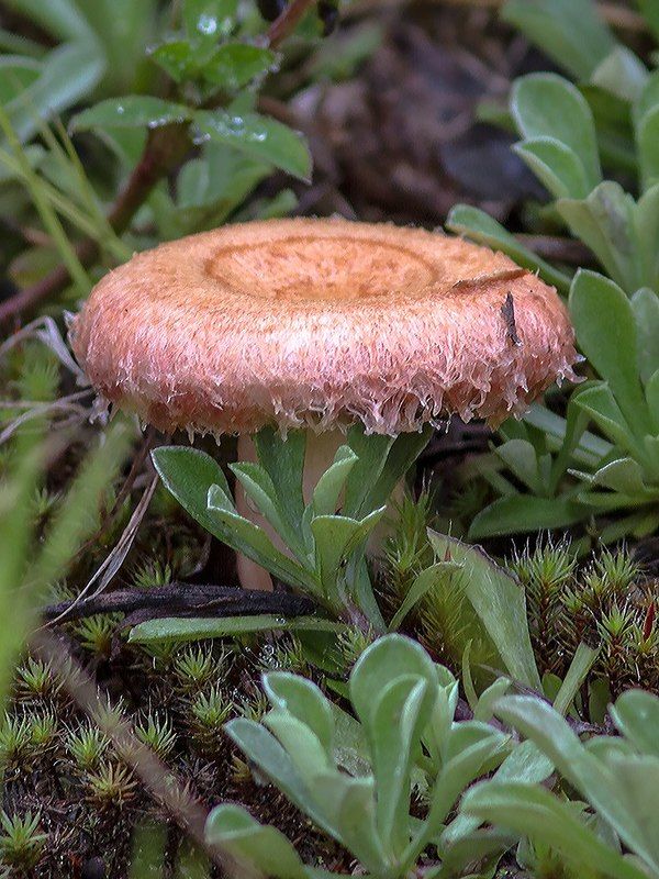 грибы,север,печора,коми,дары,природа, Тихая охотаphoto preview