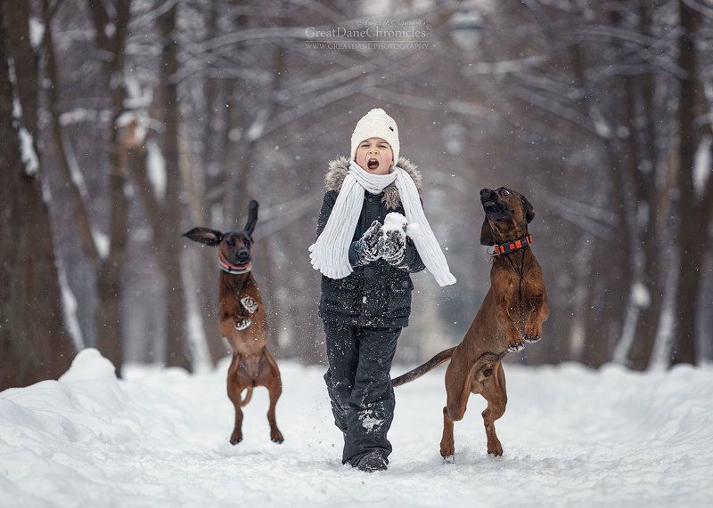Bavarian Mountain Houndsphoto preview