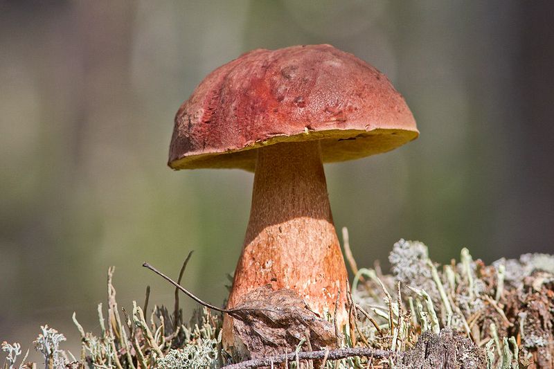 Надоела зима,по этому грибы :-))photo preview