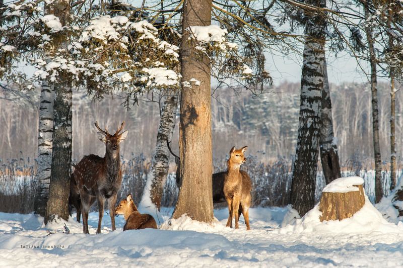 Ушки на макушке.photo preview