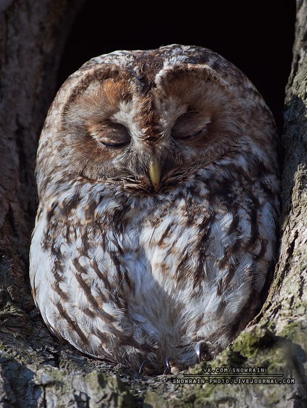 owl, wildlife, wildlife photography, анималистика, сова, фотоохота, birds, nature, птицы Серая неясытьphoto preview