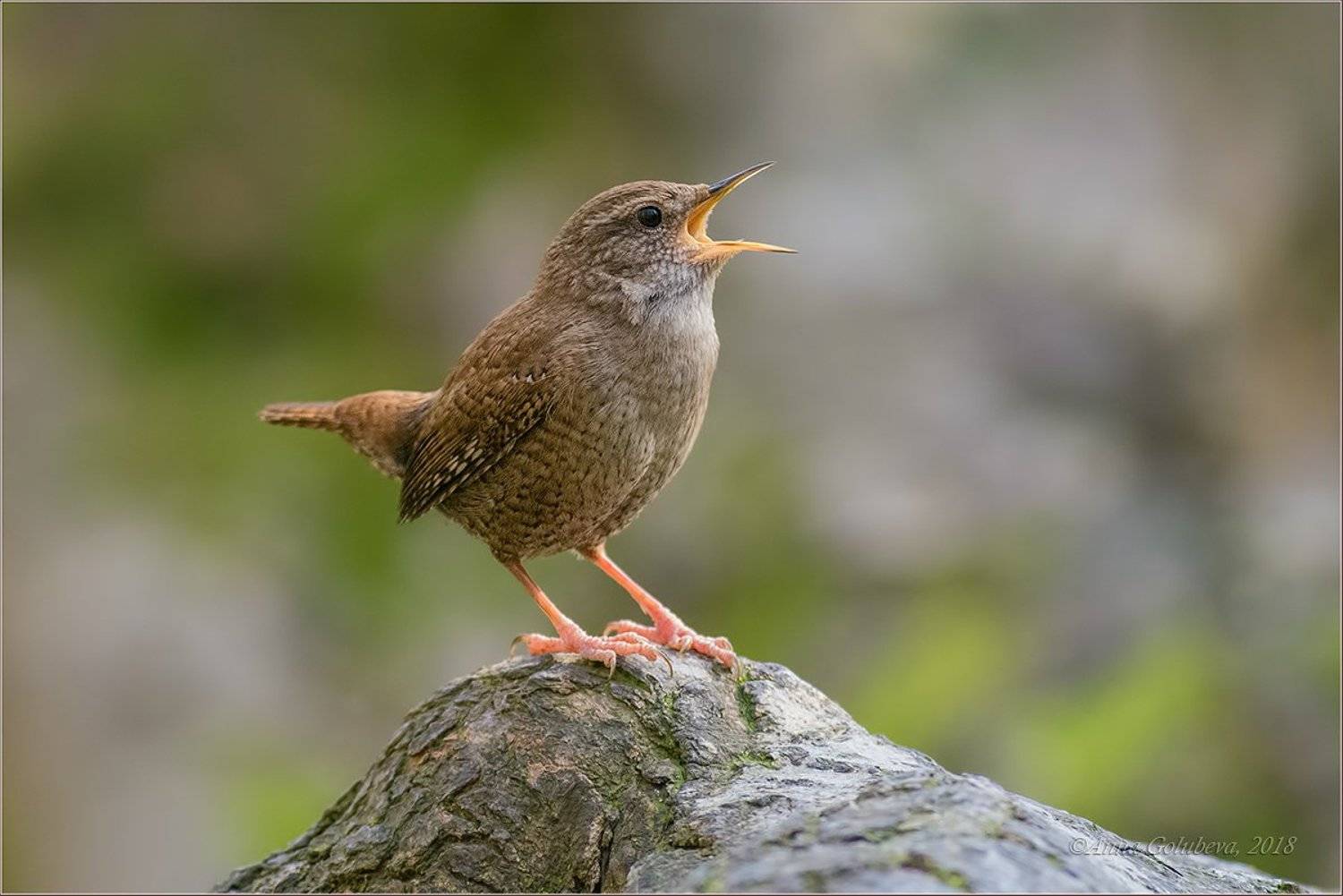 Певец весны. Автор: Анна Голубева птицы, природа, крапивник, troglodytes troglodytes, northern wren, зима, февраль, 2018, россия, краснодарский край, хоста, Анна Голубева