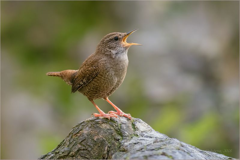 птицы, природа, крапивник, troglodytes troglodytes, northern wren, зима, февраль, 2018, россия, краснодарский край, хоста Певец весныphoto preview