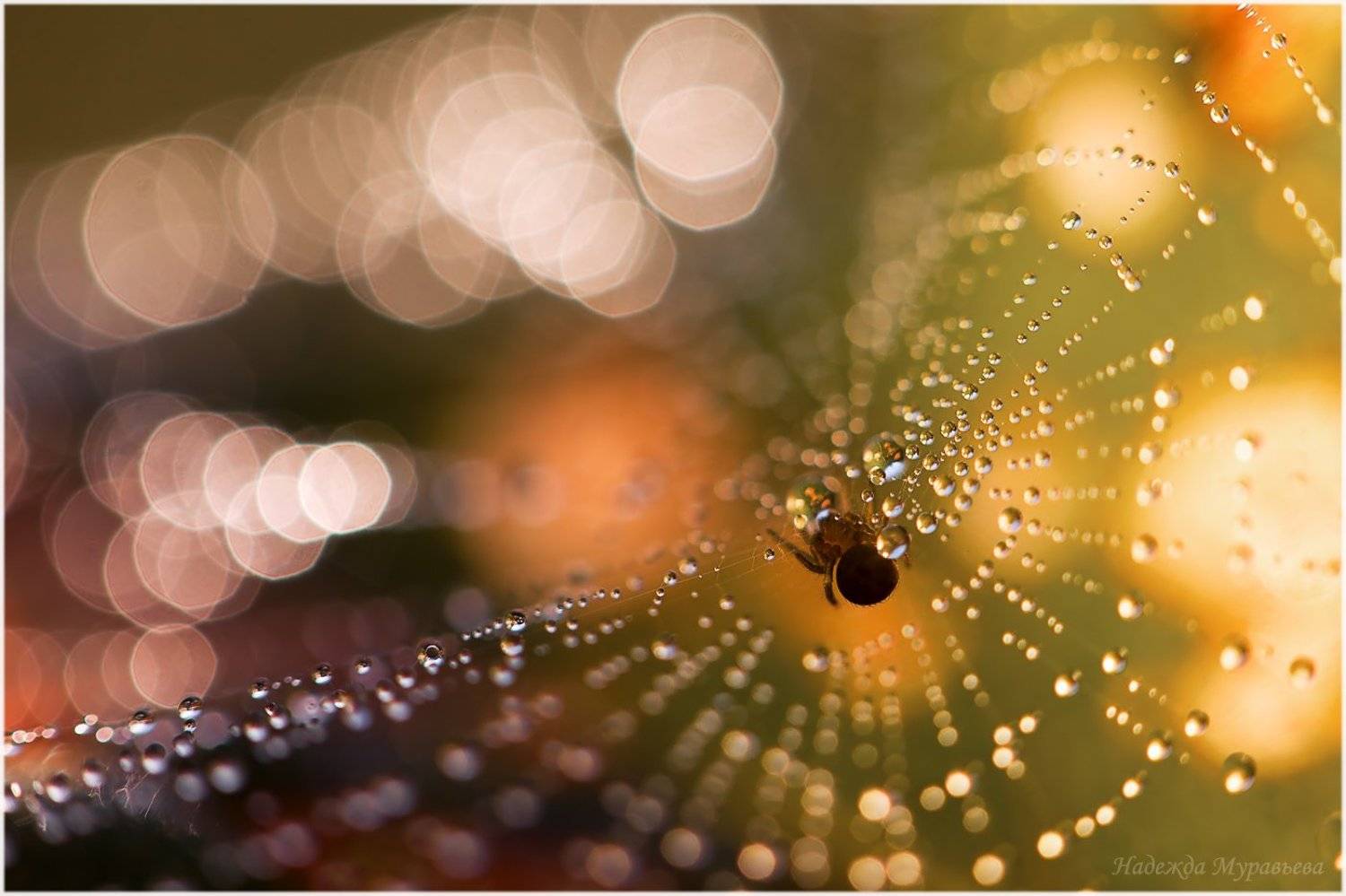 Солнечная система. Автор: Надежда Муравьёва паутина, роса, паук, Надежда Муравьёва