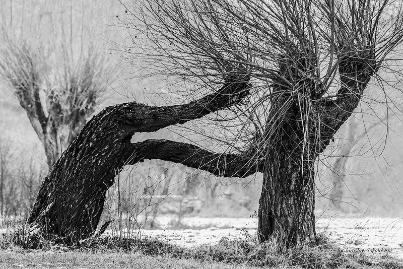 wierzby rosochate -ивыphoto preview