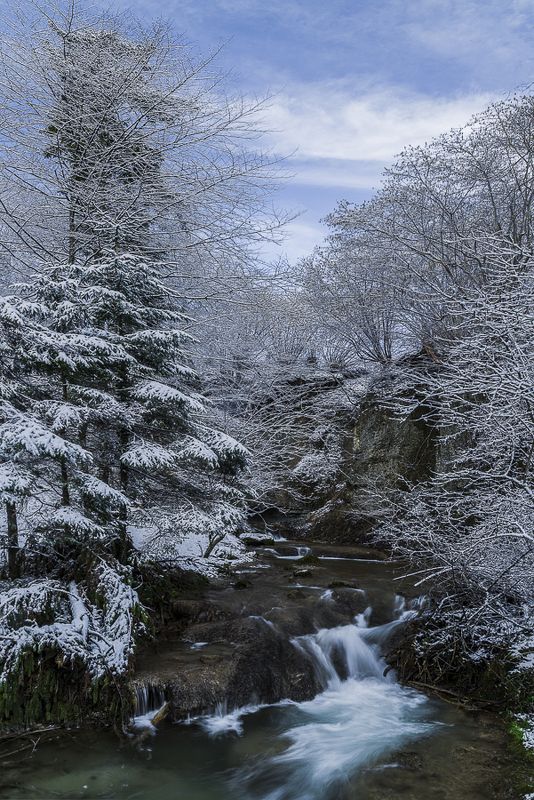 forest,river,switzerland,long eposure,tree,winter, В лесуphoto preview