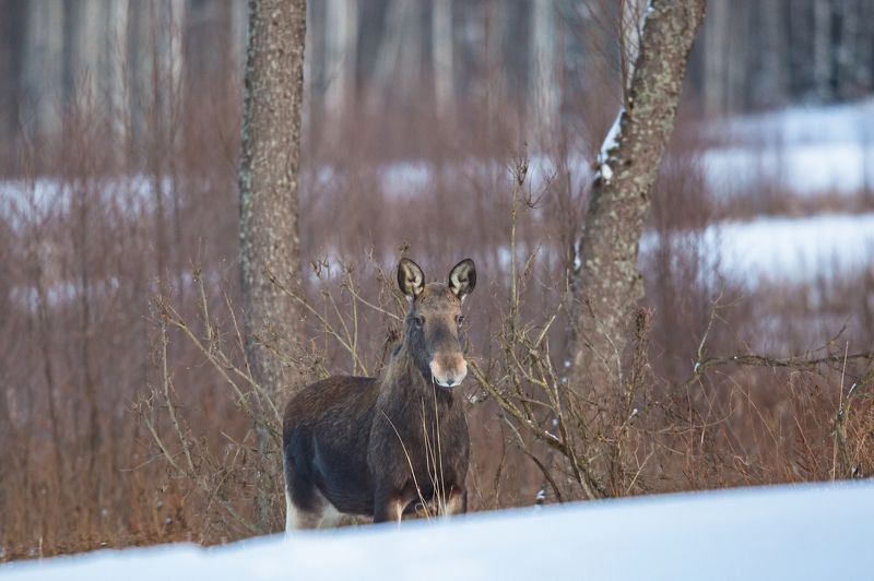 Февральский лосьphoto preview