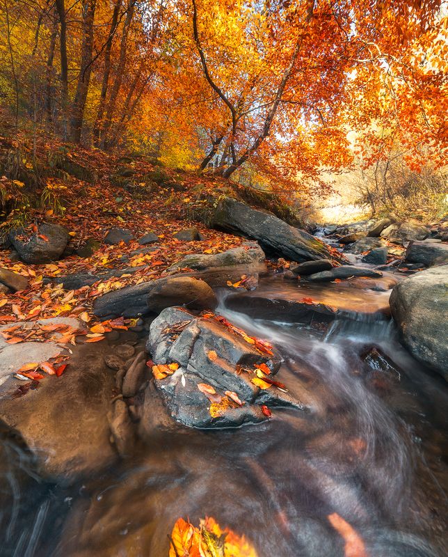кавказ, карачаево-черкесия В лесах Карачаево-Черкесииphoto preview