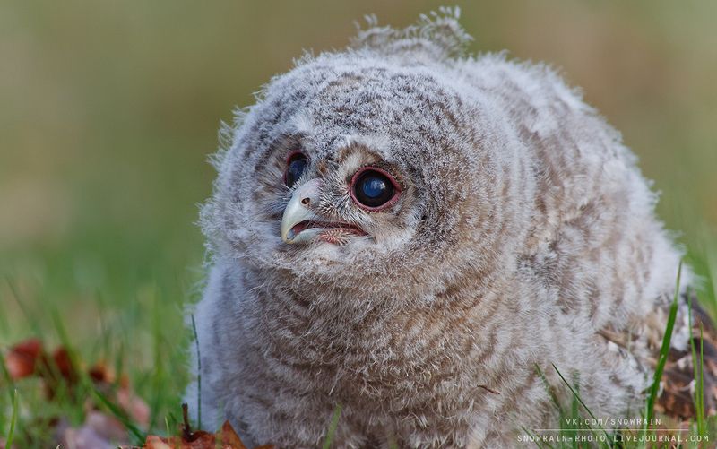 owl, wildlife, wildlife photography, анималистика, сова, фотоохота, birds, nature, птицы Птенец серой неясытиphoto preview