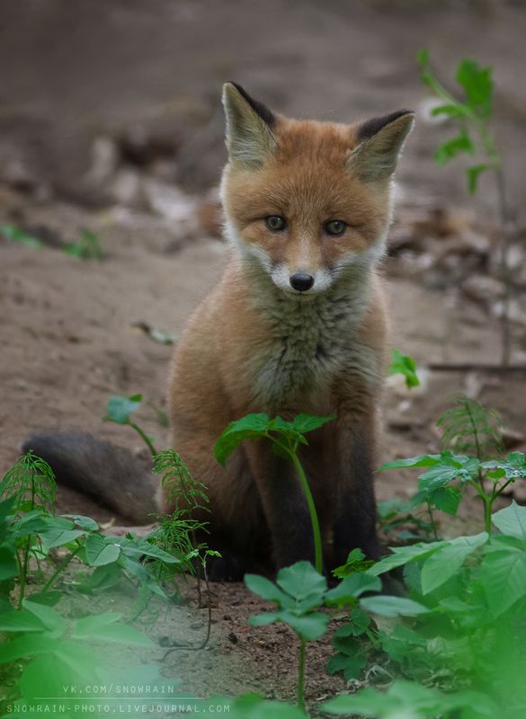 лиса, фотоохота, анималистика, дикая природа, природа, лес, животные, nature, wildlife, fox, animal, wildlifephoto Лисенокphoto preview