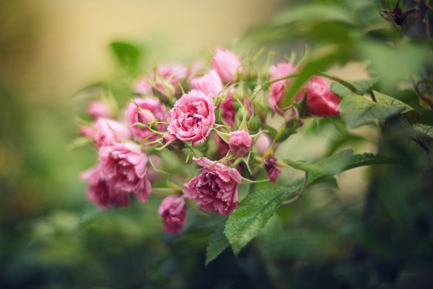 *. Автор: Елена Галицкая , Елена Галицкая