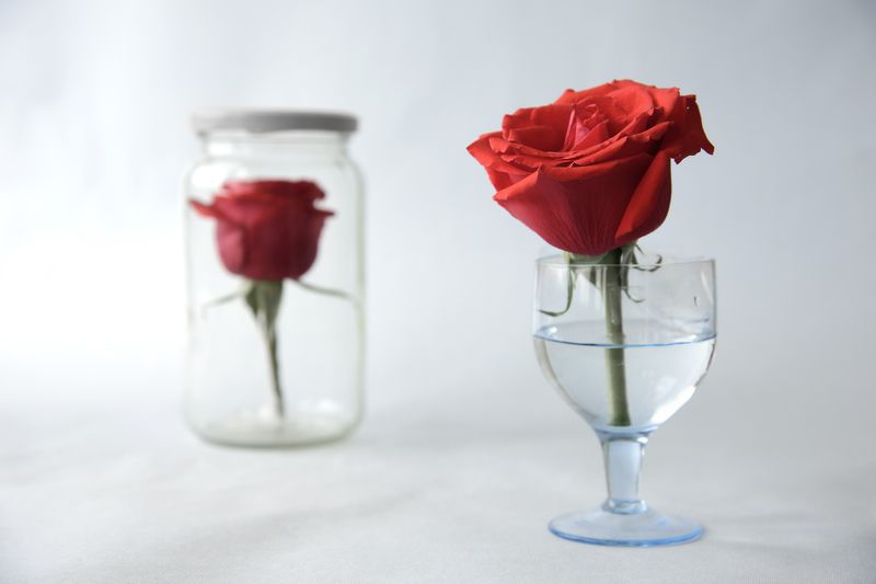 розы, жизнь, судьба, любовь, цветы, натюрморт с розами Судьба розphoto preview