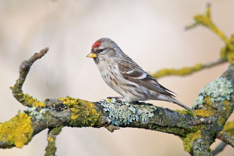 обыкновенная, чечётка, common redpoll, acanthis flammea, parastais ķeģis, riga, latvia Красная Шапочка и все-все-всеphoto preview