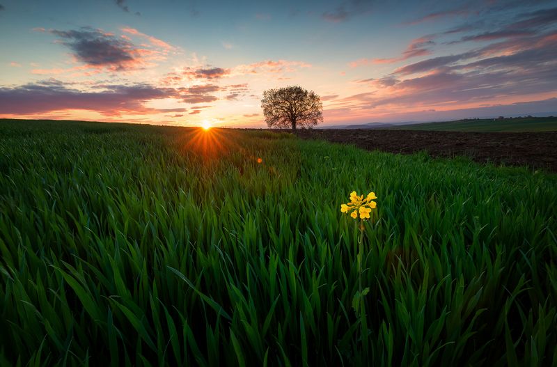 agronomy, blooming, cloud, clouds, colorful, daisy flower, dandelions, dusk, ecology, garden, green field, green fields, green grass, green mountains, greenery, health, idyllic, isolated, leafy, lonely flower, lonely tree, meadow flowers, oak, outdoor, ou Lonely flower and a tree in a green field of grassphoto preview