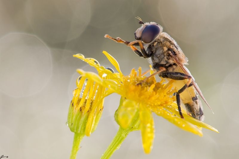 macro, makro, flowers, wild, wildlife, insect, nature ...photo preview