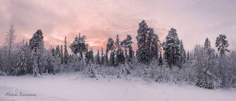 закат, север, природа, лес, вечер На исходе дняphoto preview