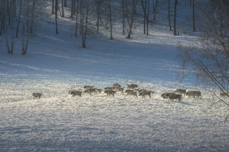 Зубры, Горный Алтай.photo preview