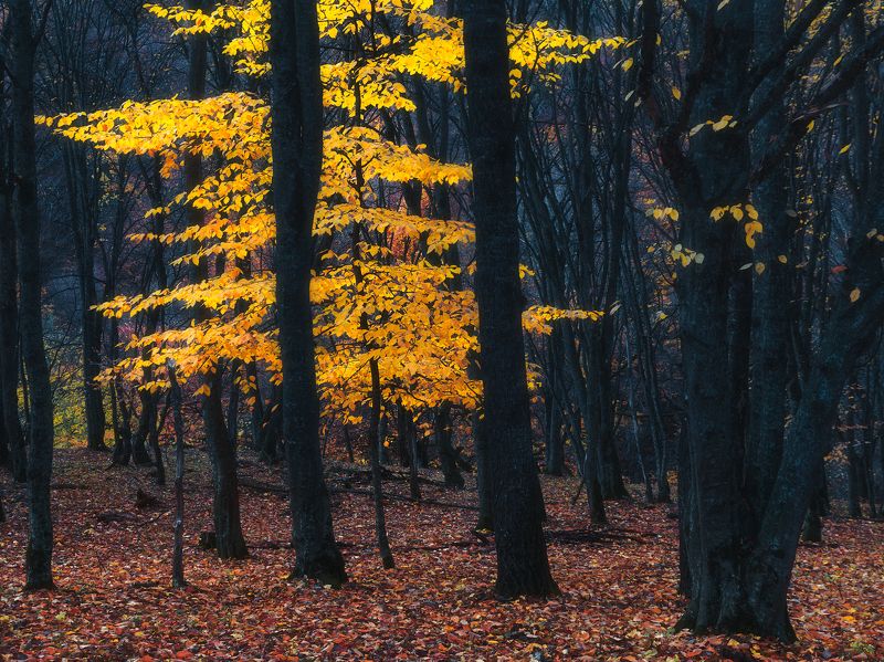 В лесах Карачаево-черкесииphoto preview