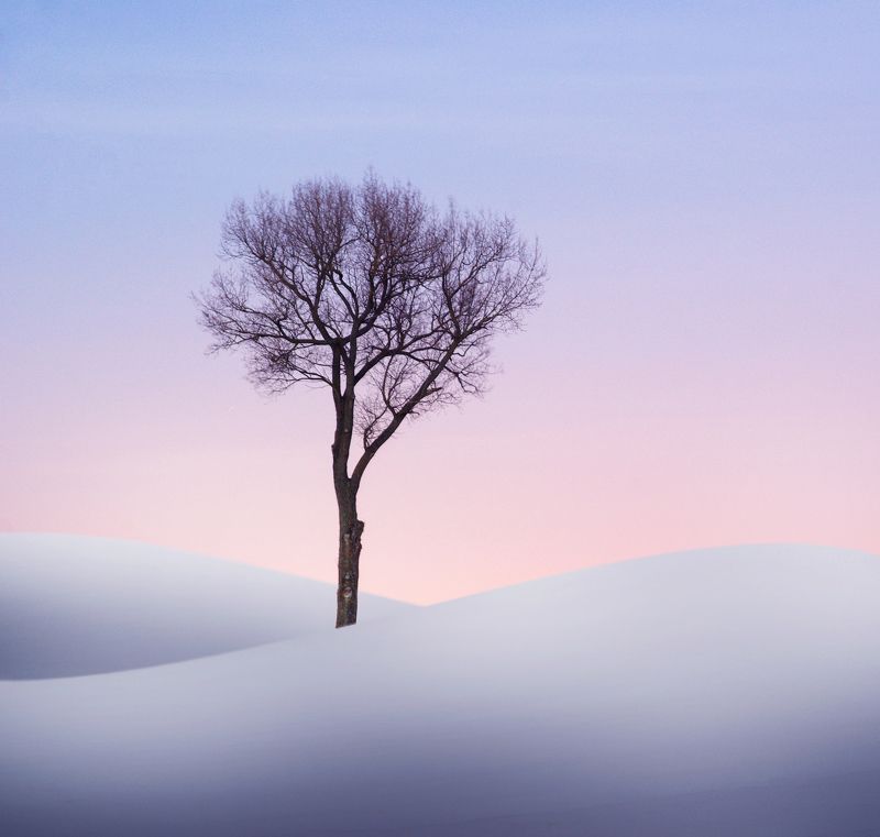 winter, minimalism, tree, snow,  *photo preview