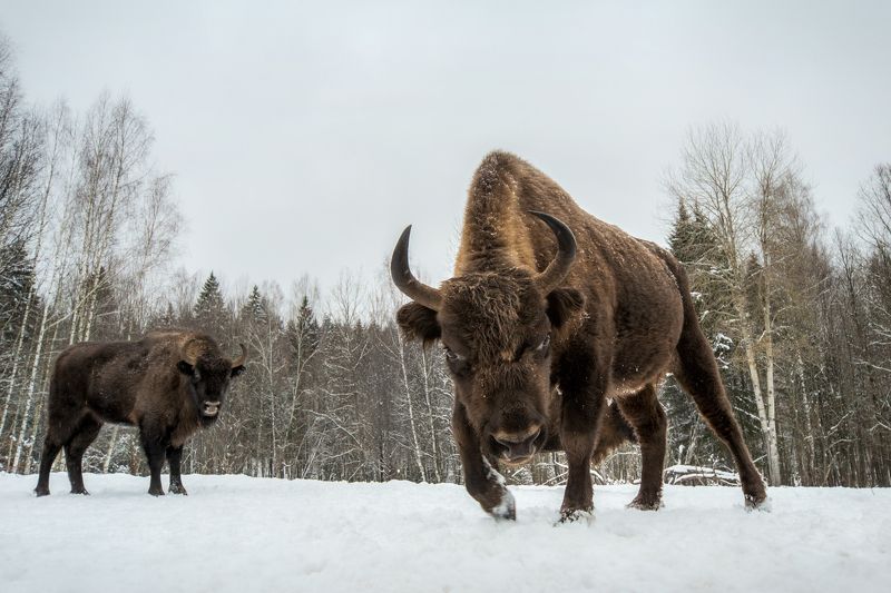зубр Забодаю!photo preview