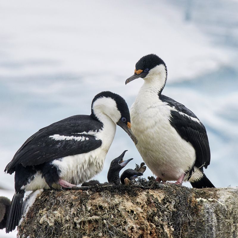 птицы, антарктида, птенцы, пингвины, гагары, гнездо, снег, кормление Время птенцовphoto preview