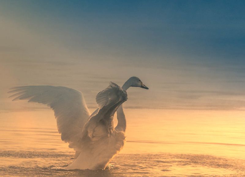 2018, зима, январь, Лебедь, утро, рассвет, холодно, мороз, -36°С Январское утроphoto preview