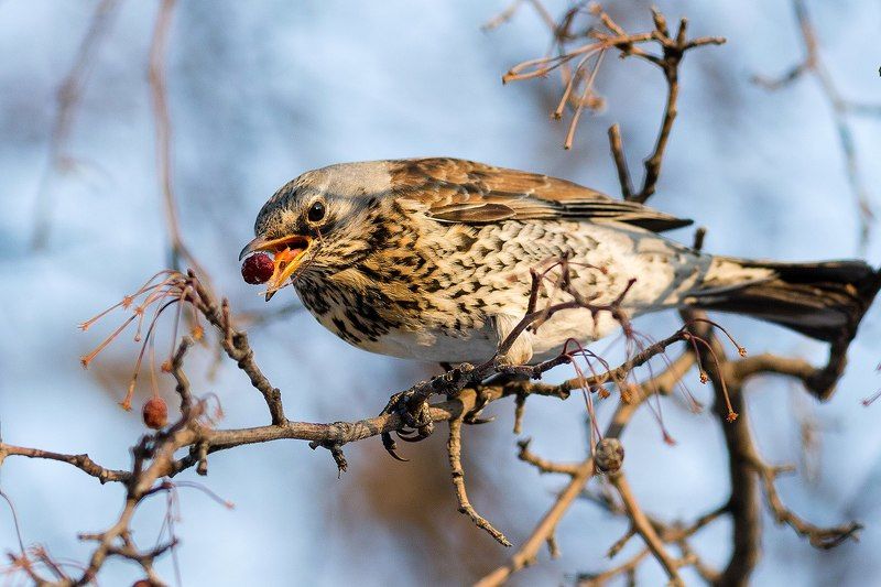 Дрозд рябинникphoto preview