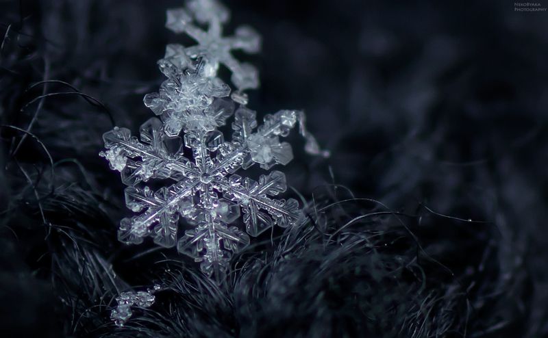 макро, природа, снег, снежинки, зима,macro, nature, snow, snowflakes, winter снежинкиphoto preview