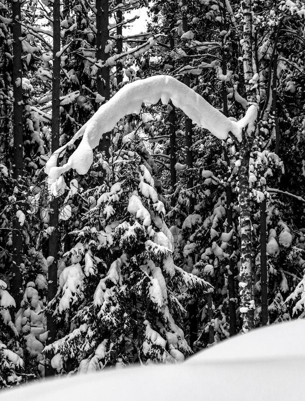 Лесной портал.photo preview