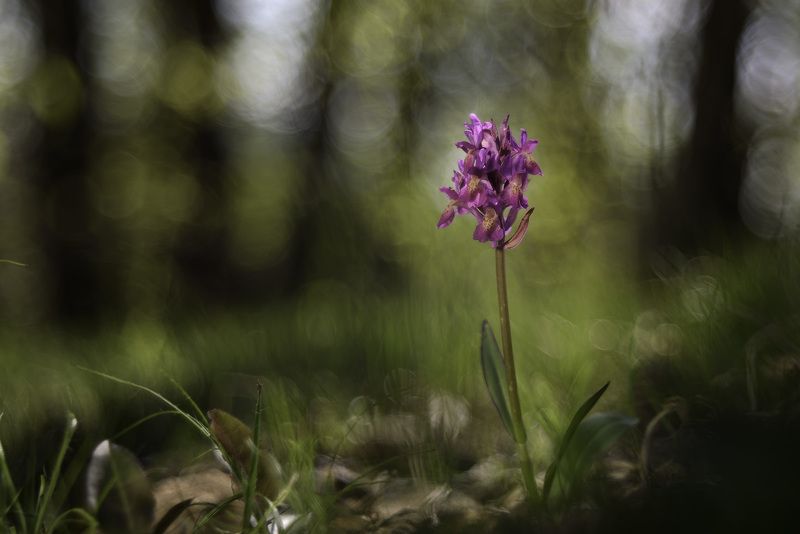 O.Sambucinaphoto preview