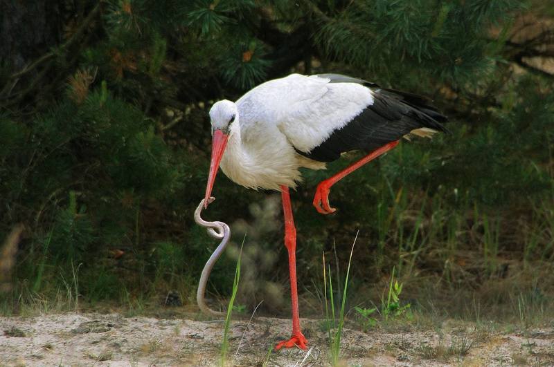 Stork and Viperphoto preview