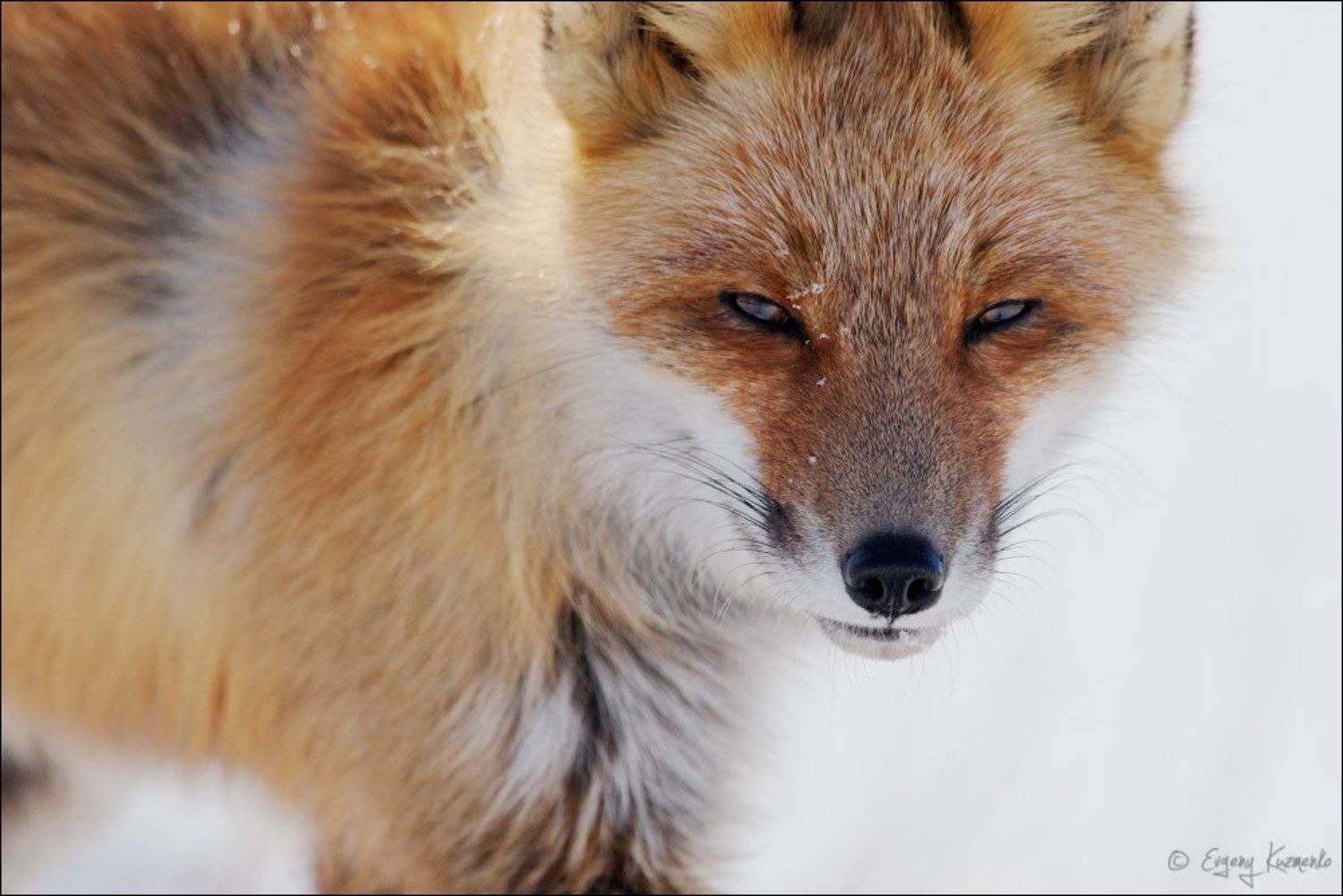 лиса, сахалин, Евгений Кузьменко