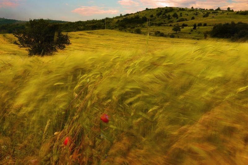 Summer impressionphoto preview