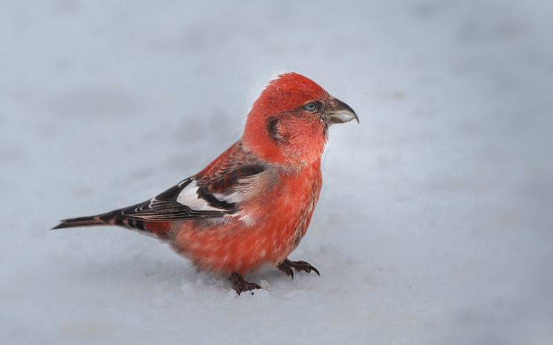 птицы,север,печора,коми,анималистика,клёст,клесты,природа,фауна, Клёстphoto preview