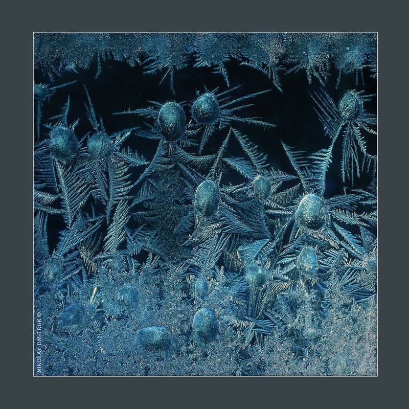 макро, мороз, музыка морозный чертополох. 2018photo preview