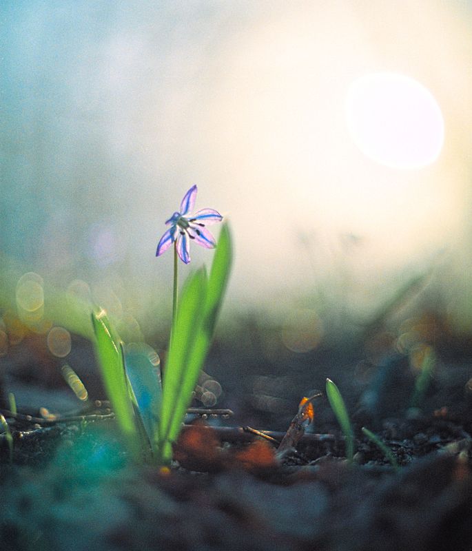 Пленка Макро Весна Цветы Россия Синий Год начинается с весны, а день с утраphoto preview