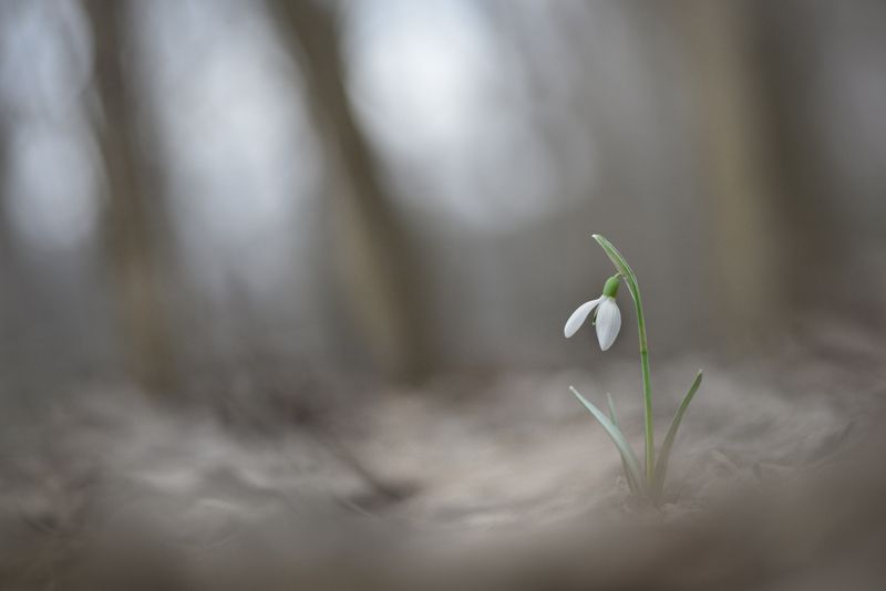 Первенецphoto preview