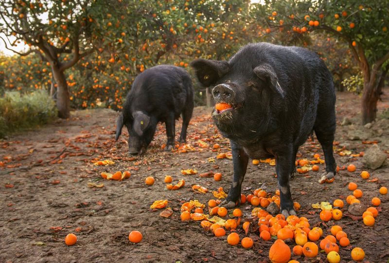 Счастье...photo preview