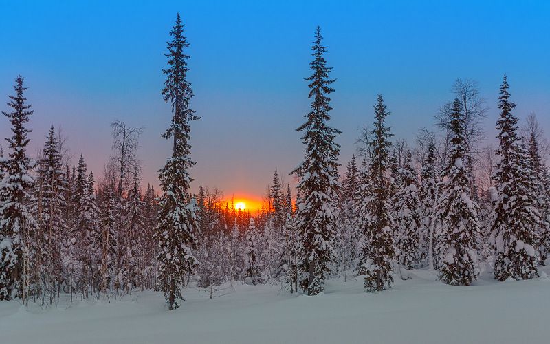 север,природа,лес,зима,краски,печора,коми,красота́ ,снег,north,nature,forest,winter,paint,pechora,komi republic,beauty ,snow Восход всё ближе к веснеphoto preview