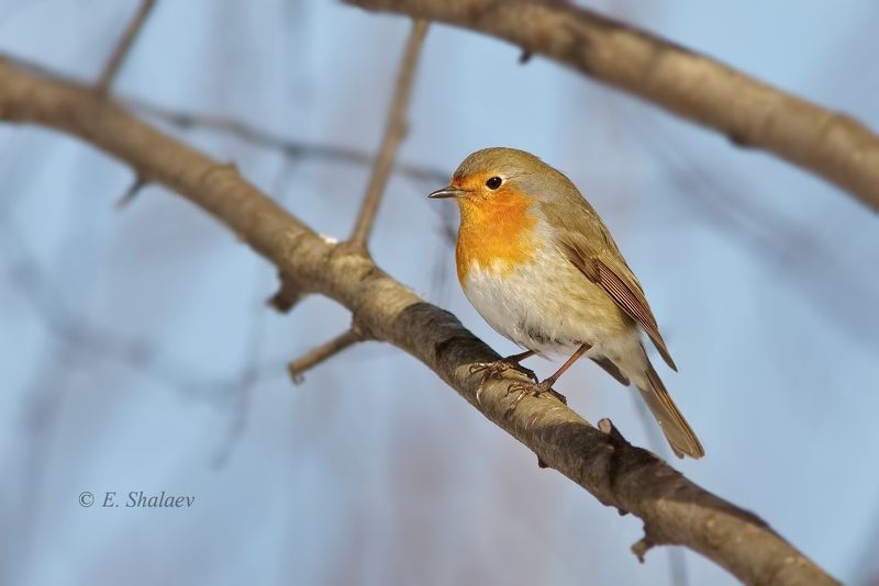 birds,european robin,зарянка,птица,птицы,фотоохота,erithacus rubecula Заряночкаphoto preview