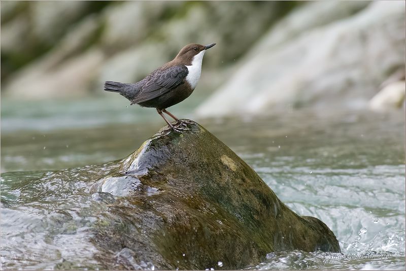 птицы, природа, оляпка, cinclus cinclus, eurasian dipper, зима, февраль, 2018, краснодарский край, россия Оляпкаphoto preview