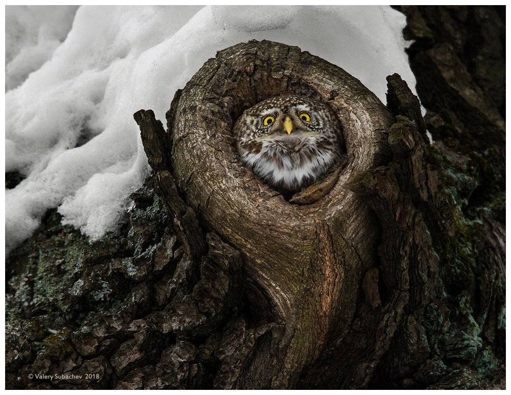 "Чертово колесо". Автор: Валерий Субачев , Валерий Субачев