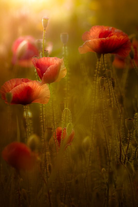 poppy, nature, summer That silent eveningphoto preview
