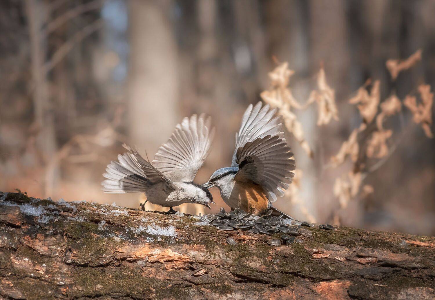***. Автор: Шинкарева Елена , Шинкарева Елена